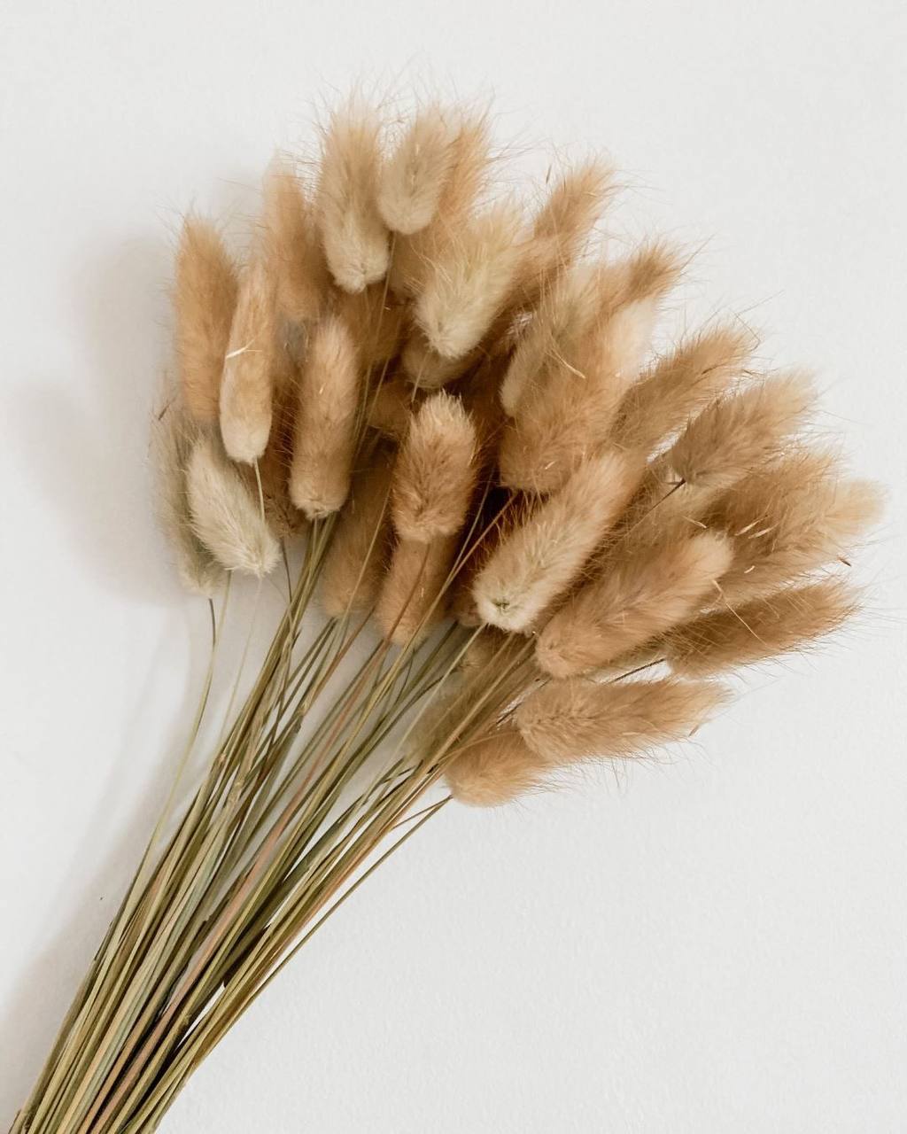 A bunch of Dried natural bunny tail grass