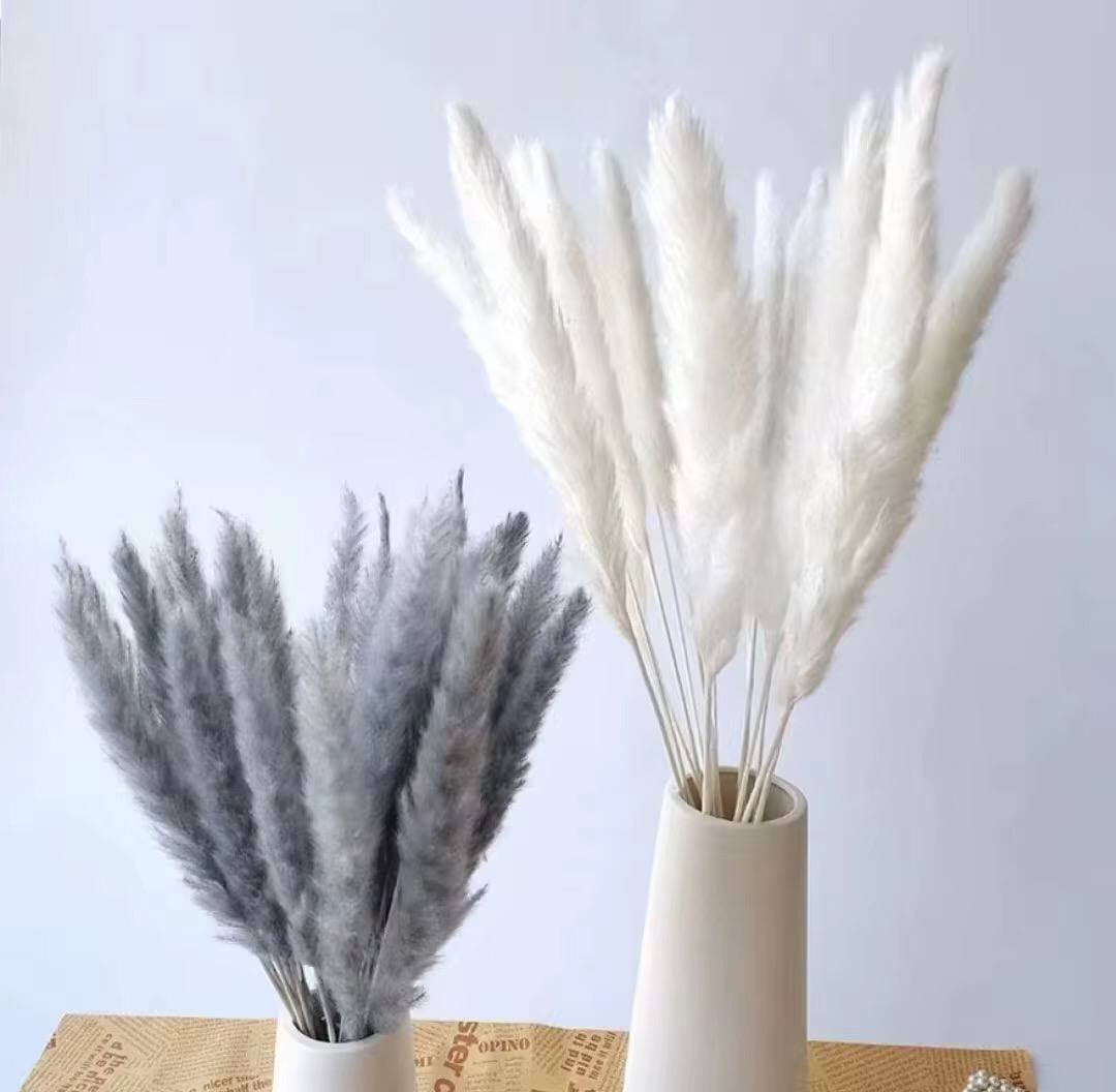 10pc Natural Dried Flowers Pampas