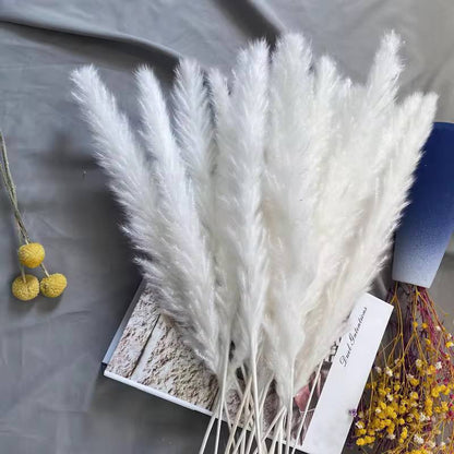 10pc Natural Dried Flowers Pampas