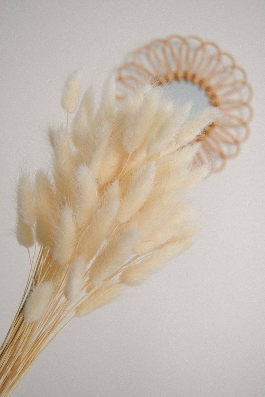 A bunch of Dried natural bunny tail grass