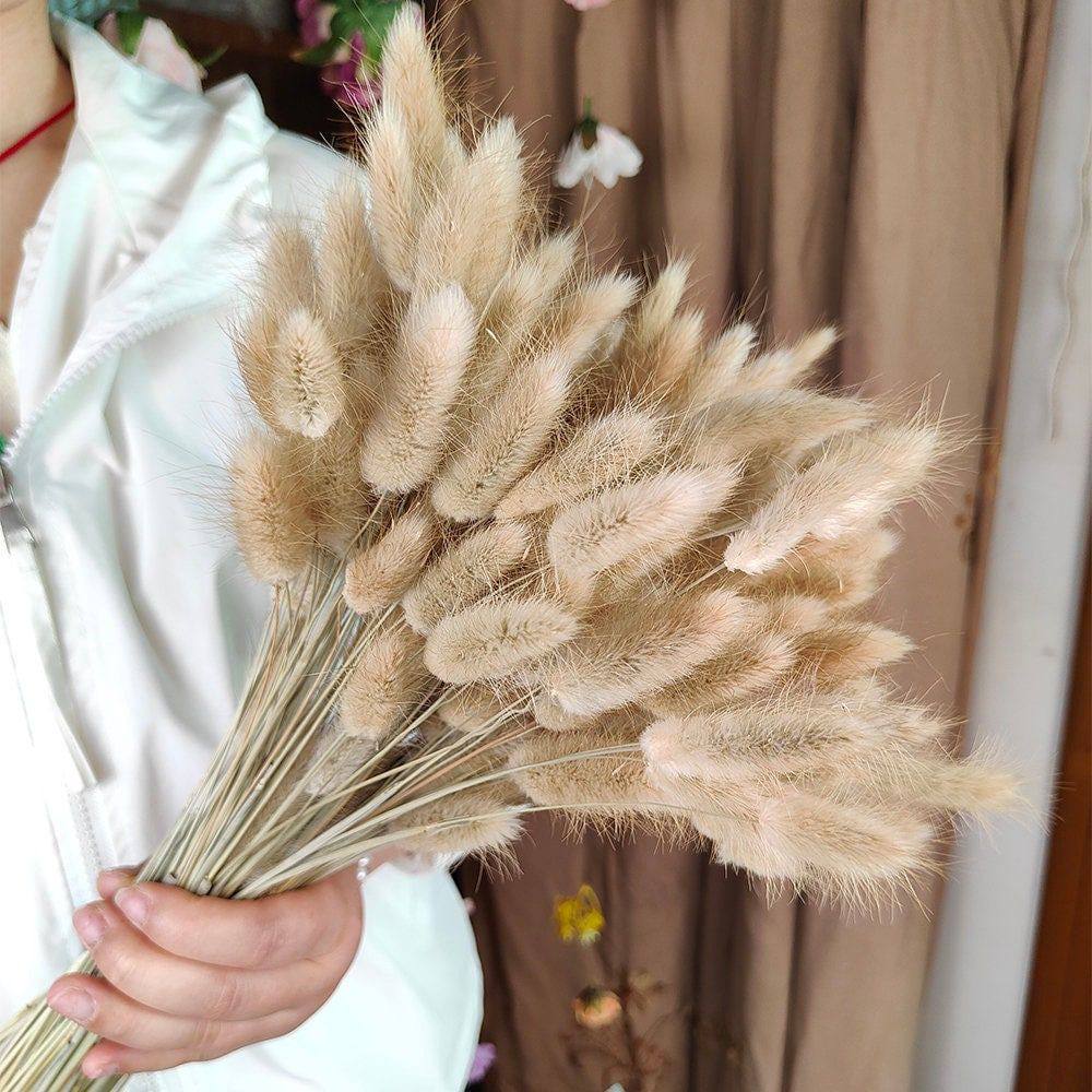 A bunch of Dried natural bunny tail grass