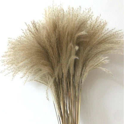10pcs Natural Dried Reed Decorative Mini Pampas Grass