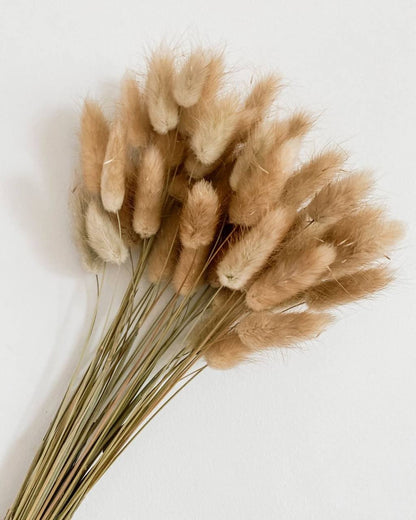 A bunch of Dried natural bunny tail grass